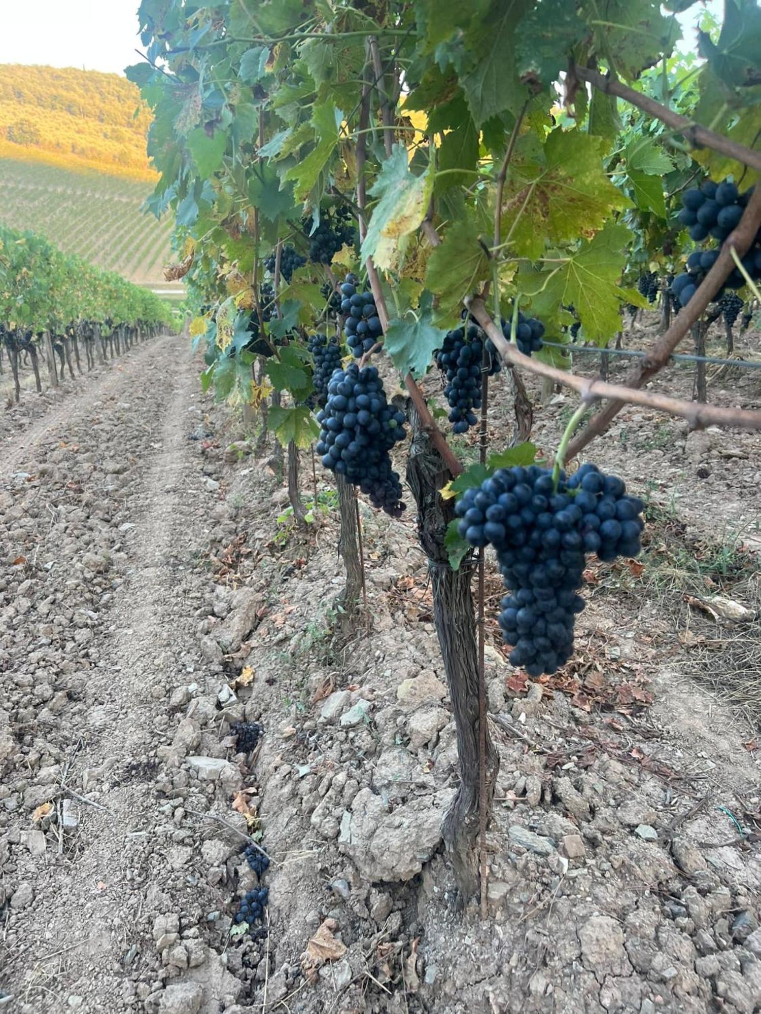 Locanda Podere Le Vigne Radda in Chianti Buitenkant foto